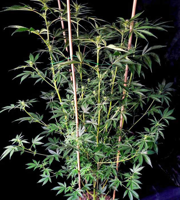 Смена светильника и состава компота Lemon Citron