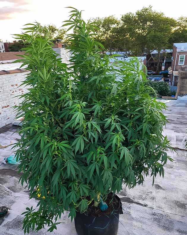 Цветение куста Runtz Punch Куст Runtz Punch на цветении