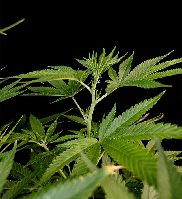 Куст ростом 54 см Куст Tropicana Cookies FF от FastBuds на 7-8 неделе