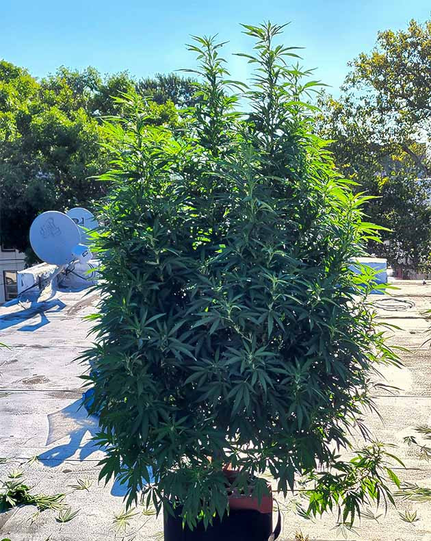 Выращивание Runtz Punch Цветение сорта Runtz Punch