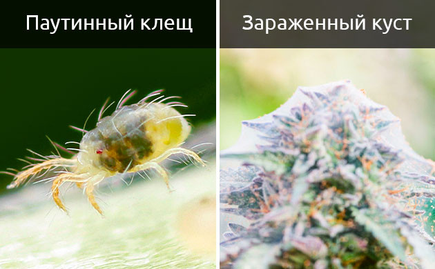 Появление паутинного клеща на плантации Паутинный клещ и последствия его появления