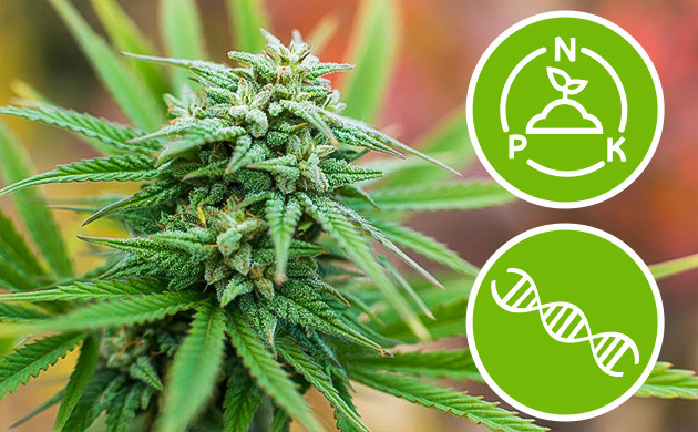 Чем важен фосфор для конопли