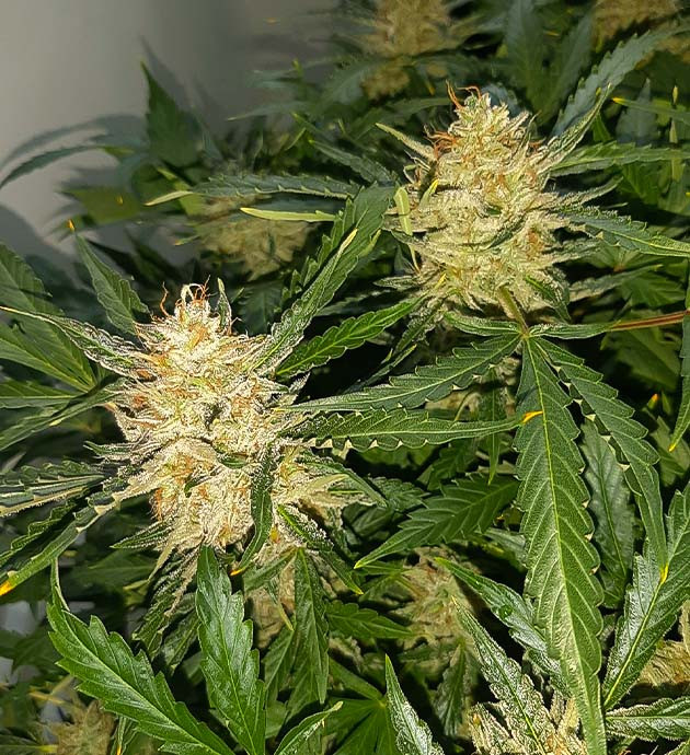 Полив чистой водой и Канназим