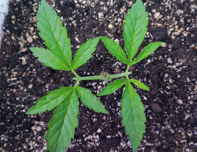 4 неделя роста марихуаны