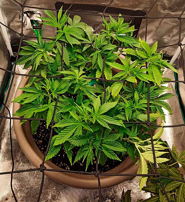 Неожиданный поворот в регулировании pH