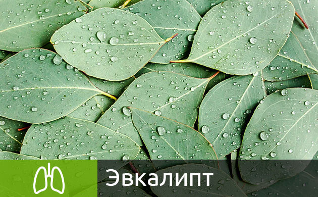 Листья эвкалипта