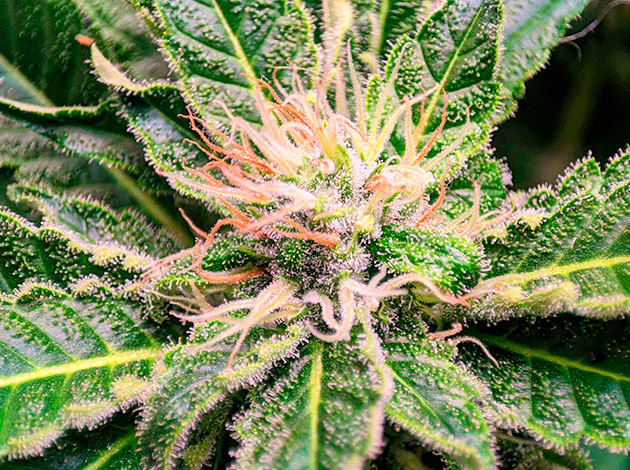 Куст Sensi Star с сахарными листьями