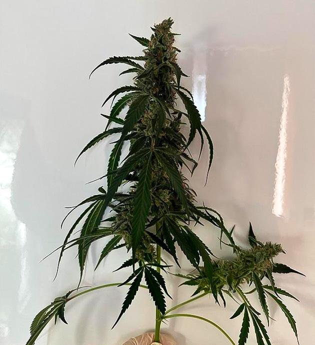 12 неделя выращивания марихуаны