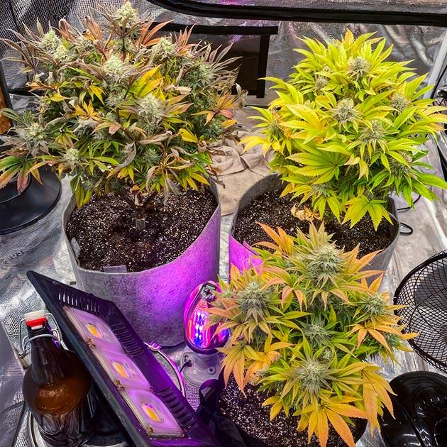 12 неделя сорта Sticky Sherbert GG от Seedkeepers