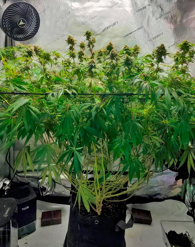 Куст конопли высотой 90 см