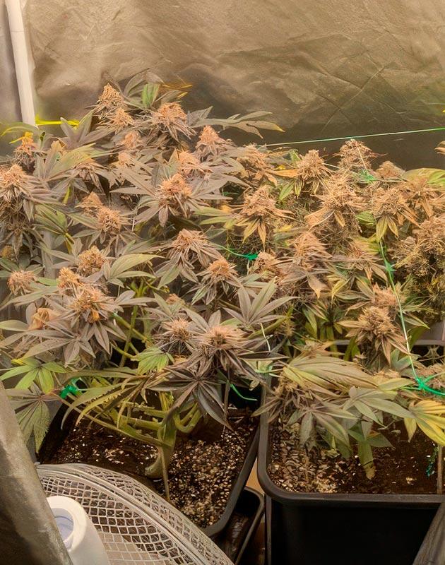 Кусты Poddy Mouth от Humboldt Seed Company на 16 неделе