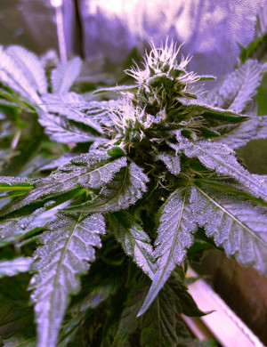 Растишка марихуаны развивается