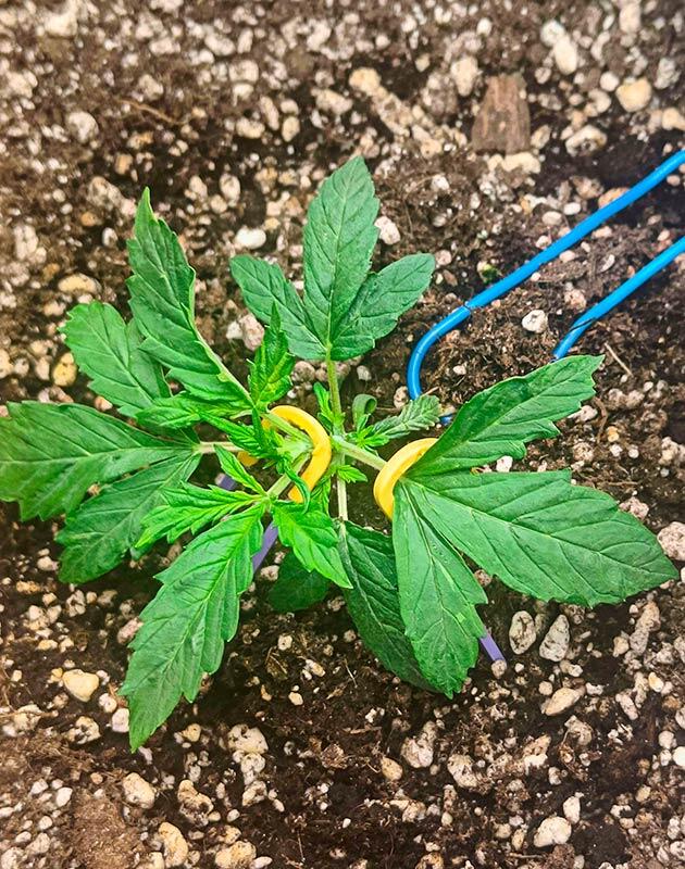 Растишка Crystal WW Autoflower на 3 неделе выращивания