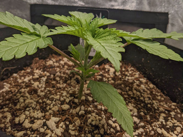 Дефолиация и полив Bruce Banner Auto Вторичная обрезка листьев Bruce Banner Auto