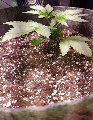 Топпинг на третьей неделе Росток в большом горшке