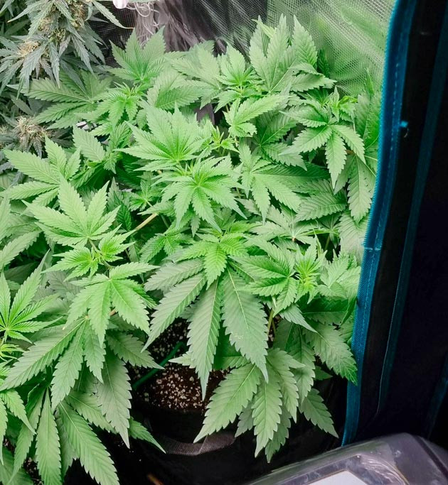 Переключение режима освещения марихуаны Конопля на 5 неделе роста