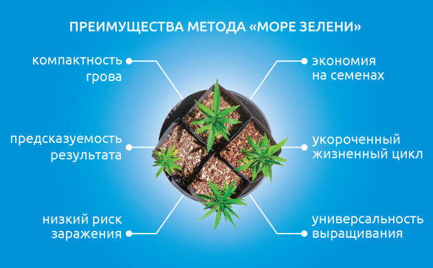 Главные особенности техники SOG Плюсы и минусы выращивания по технологии SOG