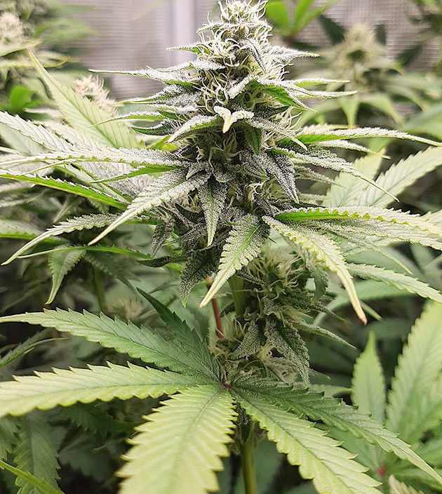 Формирование соцветий конопли