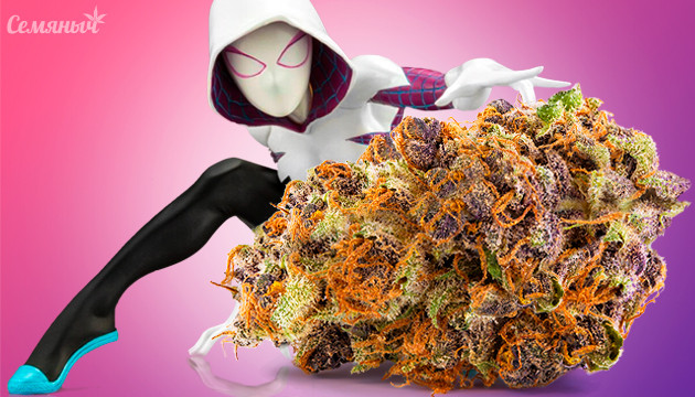 Шишка сорта White Widow