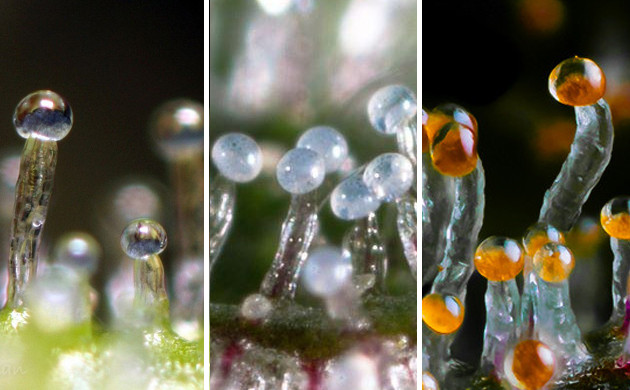 Проверка готовности трихом Состояние трихом от прозрачного до янтарного