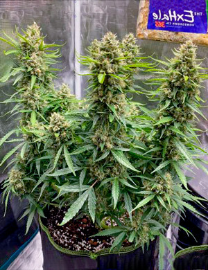 Десятая неделя выращивания Кусты перед промывкой