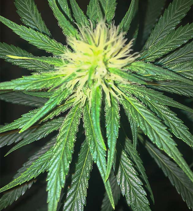 Подготовка к харвесту конопли Strawberry Amnesia