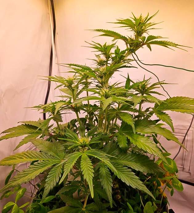 Повреждение центральной колы Куст Lemon Cherry Gelato Auto R3 на фазе цветения