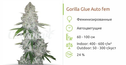 Gorilla Glue Auto от Fast Buds