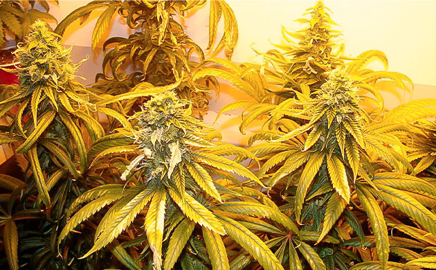 Присутствие каротиноидов в растениях марихуаны Листья конопли желтого цвета