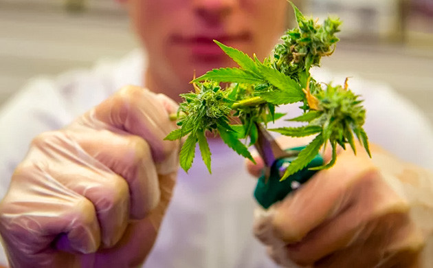 Процесс тримминга соцветий конопли