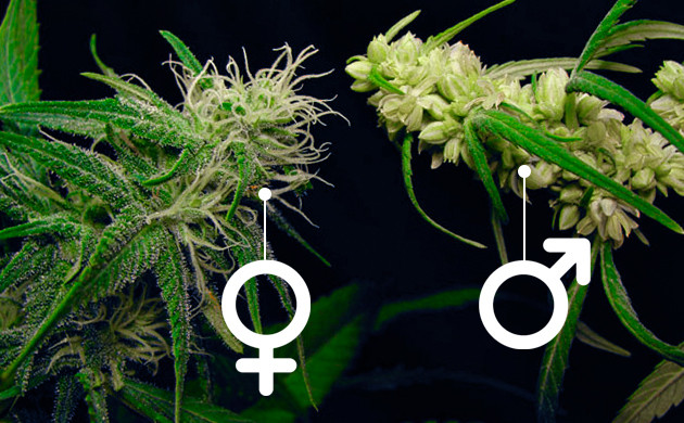 Половые признаки конопли Растения каннабиса мужского и женского пола