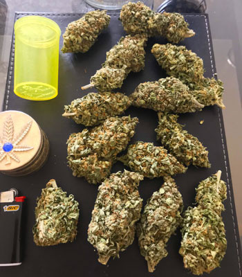 Высушенные шишки Jack 47 Auto