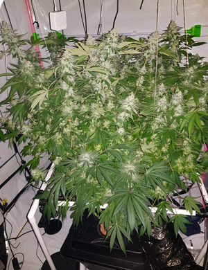 Куст усыпанный шишками