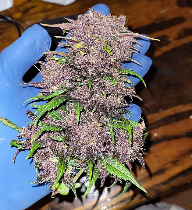 Харвест Purple Lemonade Auto Сбор урожая Purple Lemonade Auto