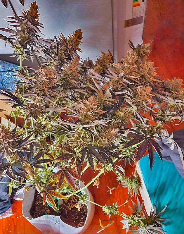 Куст Planet of the Grapes RBX на последней неделе цветения