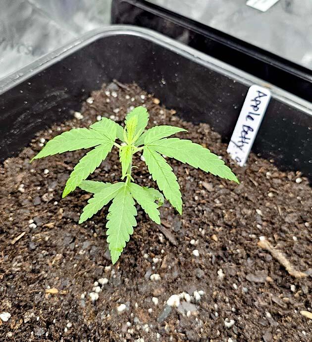 Пересадка в большой горшок Росток Apple Betty от Herbies Seeds на 2 неделе выращивания