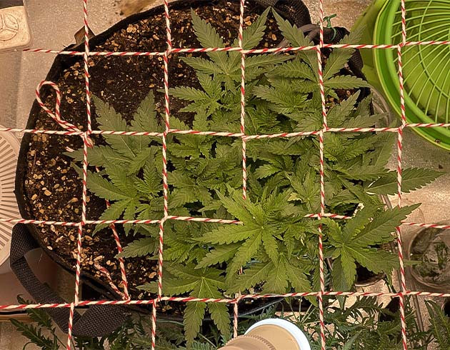 Топпинг и ScrOG на 4 неделе Натянутая сетка Скрог над кустом конопли