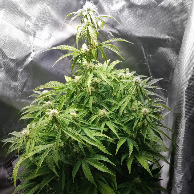 Цветущая Auto White Widow