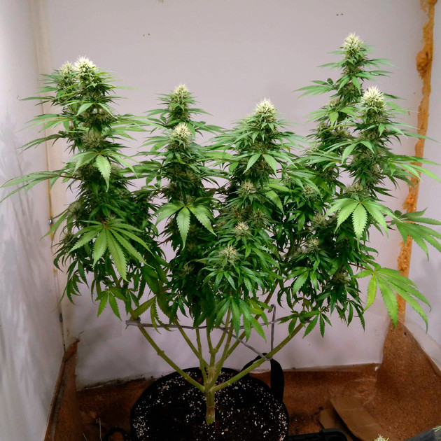 Развитие соцветии на 14 неделе выращивания