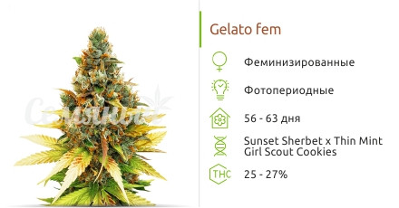 Gelato от Cali Buds Seeds