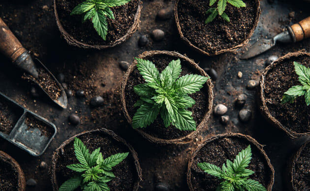 Условия выращивания Cherry Runtz Выращивание сорта Cherry Runtz