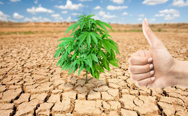 Конопля способна развиваться и выживать в любых условиях Неприхотливая марихуана