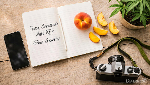 Гроурепорт сорта Peach Crescendo Auto RF3 от Ethos Genetics