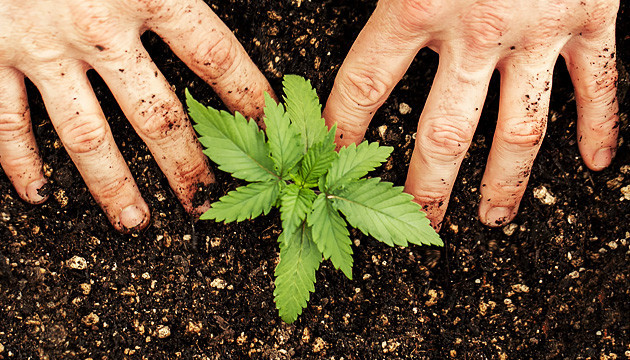 Почва для конопли