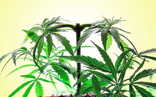 Тренировки куста для увеличения его размера