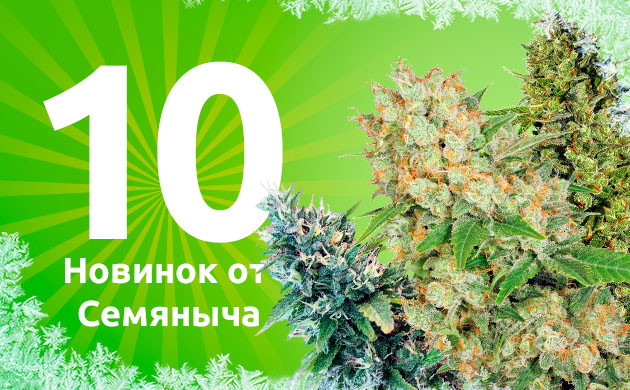 10 новинок от сидбанка Семяныч