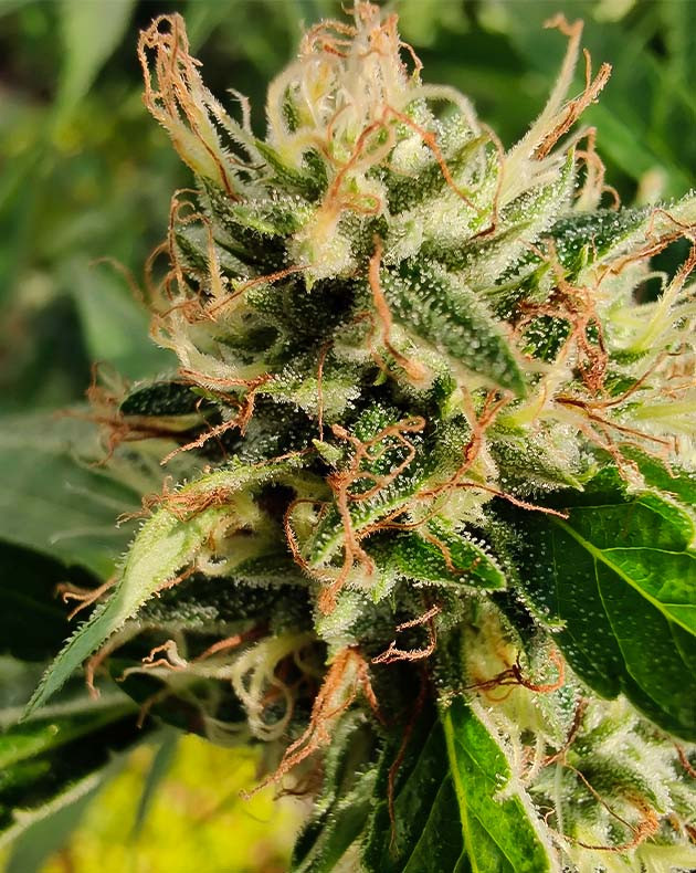 Цветение куста Wedding Gelato Куст Wedding Gelato на цветении