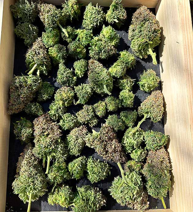 Впечатления от сорта Godzilla Cookies Auto Полученный урожай