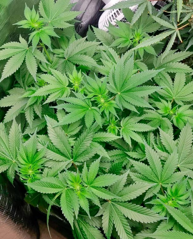 Формирование соцветий конопли 6 неделя выращивания каннабиса