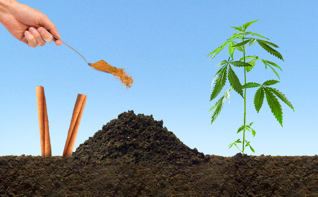 Использование корицы для борьбы с муравьями Засыпание муравейника корицей